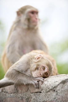 Monkey Temple Prints: Swayambhu (Monkey Temple), Kathmandu, Nepal, Asia