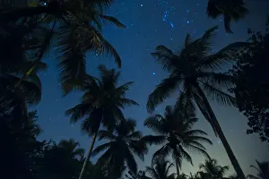 Night Sky Prints: Swaying palm fronds and stars at Palomino on the Carribean coast of Colombia, South