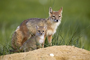 Fox Cub Prints: Swift fox (Vulpes velox) adult and kit