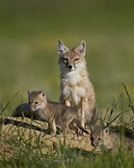 Closeup View Gallery: Swift fox (Vulpes velox) adult and two kits, Pawnee National Grassland, Colorado