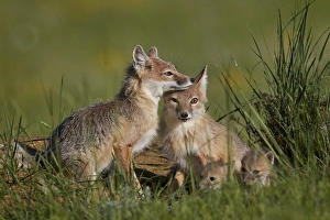 Swift fox (Vulpes velox) adults and two kits, Pawnee National Grassland, Colorado, United States of America, North America