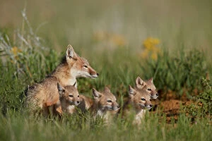 Looking Away Gallery: Swift Fox (Vulpes velox) family of a vixen and four kits, Pawnee National Grassland