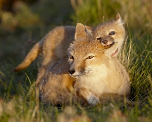 Swift fox (Vulpes velox) kit biting its mothers ear, Pawnee National Grassland