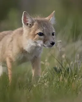 Swift fox (Vulpes velox) kit, Pawnee National Grassland, Colorado, United States of America