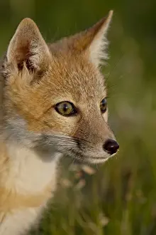 Swift fox (Vulpes velox) kit, Pawnee National Grassland, Colorado, United States of America