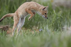 Differential Focus Prints: Swift Fox (Vulpes velox) kit pouncing, Pawnee National Grassland, Colorado, United