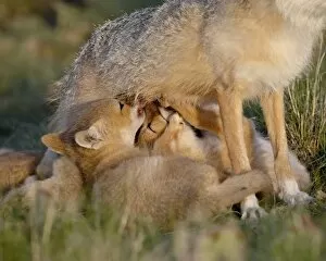 Images Dated 28th May 2010: Swift fox (Vulpes velox) kits nursing, Pawnee National Grassland, Colorado