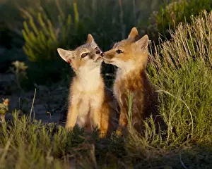 Togetherness Prints: Two swift fox (Vulpes velox) kits, Pawnee National Grassland, Colorado