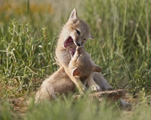Swift fox (Vulpes velox) kits playing, Pawnee National Grassland, Colorado, United