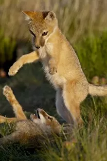 Images Dated 18th June 2010: Two swift fox (Vulpes velox) kits playing, Pawnee National Grassland, Colorado