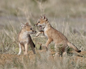 Swift fox (Vulpes velox) kits playing, Pawnee National Grassland, Colorado, United States of America, North America