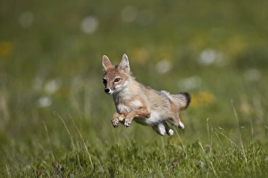 Leaping Prints: Swift fox (Vulpes velox) leaping