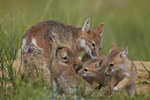 Nursing Prints: Swift fox (Vulpes velox) nursing