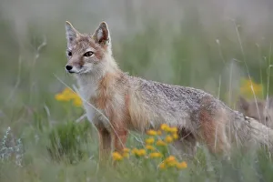Differential Focus Prints: Swift Fox (Vulpes velox) vixen