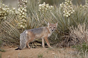 Vixen Prints: Swift fox (Vulpes velox) vixen at her den
