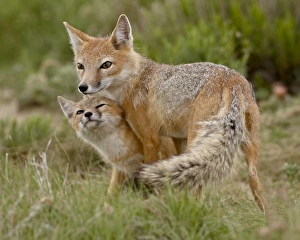 Swift fox (Vulpes velox) vixen and kit, Pawnee National Grassland, Colorado Swift fox (Vulpes velox) vixen and kit, Pawnee National Grassland, Colorado