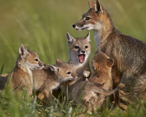Juvenile Prints: Swift fox (Vulpes velox) vixen and kits