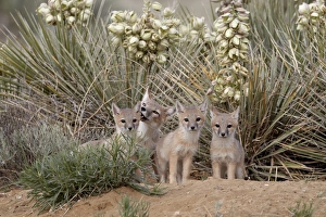 Swift fox (Vulpes velox) vixen and three kits at their den, Pawnee National Grassland, Colorado, United States of America, North America