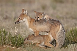 On Top Of Prints: Swift fox (Vulpes velox) vixen nursing three kits