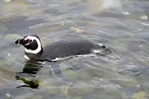 Chilean Prints: Swimming Magellanic penguin (Spheniscus magellanicus), Patagonia, Chile, South America