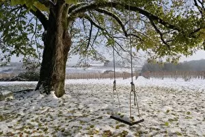 Images Dated 3rd December 2010: Swing in autumn snow, Charente, France, Europe