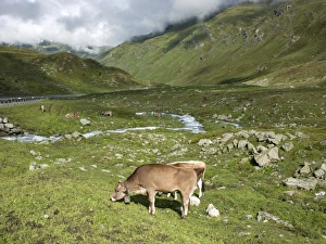 Medium Group Prints: Swiss cows in alpine meadow, Canton Graubunden, Switzerland, Europe