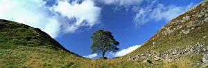 Images Dated 18th February 2008: Sycamore Gap, Hadrians Wall, near Hexham, Northumberland, England
