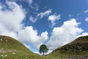 Sycamore gap, Hadrians Wall, UNESCO World Heritage Site, Northumberland, England
