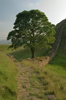 North Umberland Collection: Sycamore Gap, location for scene in the film Robin Hood Prince of Thieves