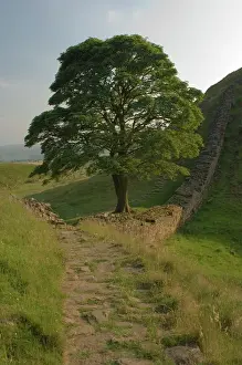 Northumbria Prints: Sycamore Gap, location for scene in the film Robin Hood Prince of Thieves