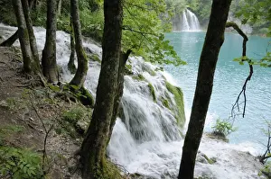 Plitvice Prints: Sycamore trees (Acer pseudoplatanus) and waterfalls fringe Milanovac Lake