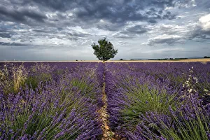 Lavender Prints: Symmetric lavender field and a lonely tree in the middle, Valensole, Provence, France