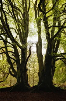 Scottish Culture Prints: Two symmetrical trees, Kinclaven Bluebell Forest, Scottish Highlands, Scotland, United