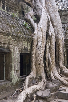 Ta Prohm, Angkor Archaeological Park, UNESCO World Heritage Site, Siem Reap, Cambodia, Indochina, Southeast Asia, Asia
