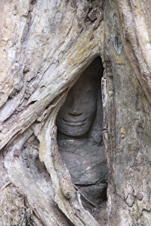 Ta Prohm, Angkor Archaeological Park, UNESCO World Heritage Site, Siem Reap, Cambodia, Indochina, Southeast Asia, Asia