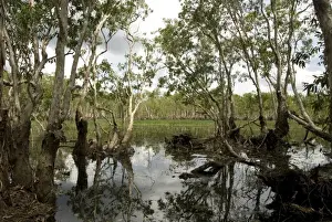 Northern Territory Prints: Tabletop Swamp, on top of sandstone plateau in Litchfield National Park
