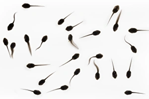 Tadpoles of common frog (Rana temporaria), United Kingdom, Europe