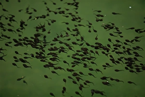 Amphibians Prints: Tadpoles in pond in Zhangjiajie Forest Park, Wulingyuan Scenic Area, Hunan, China, Asia