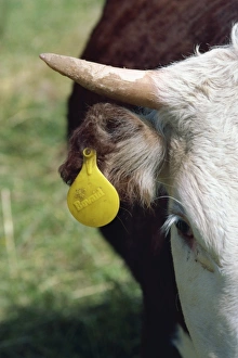 Label Prints: Tag in cows ear, British Columbia, Canada, North America