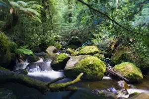 Tree Fern Prints: Taggerty River, tree ferns and myrtle beech trees in the temperate rainforest