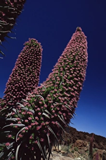 Tajiste rojo in bloom, Parque Nacional del Teide, Tenerife, Canary Islands