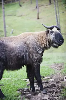 Thimphu Prints: Takin, national animal of Bhutan, Motithang Takin Preserve, Thimphu, Bhutan, Asia