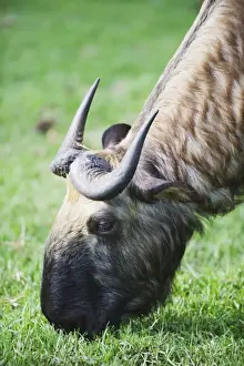 Takin, national animal of Bhutan, Motithang Takin Preserve, Thimphu, Bhutan, Asia
