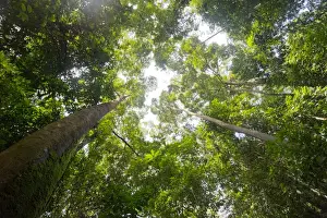 Borneo Prints: Tall dipterocarp trees in primary rainforest in the Maliau Basin Conservation Area