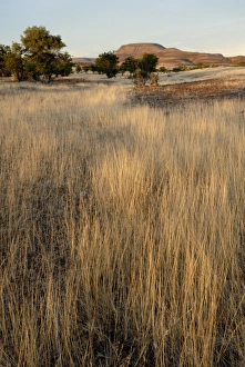 Tall Grass Prints: Tall grass in late evening, Damararaland, Namibia, Africa