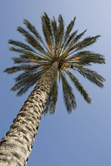 Tall palm tree