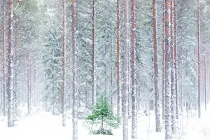 Tall Prints: Tall trees in the snowy woods shrouded in the morning mist