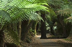 Tree Fern Prints: Tall Trees Walk, Mount Fields National Park, Tasmania, Australia, Pacific