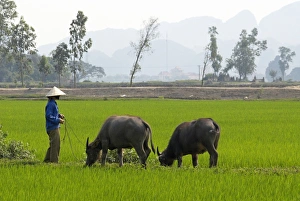 Tam Coc, Ninh Binh area, Vietnam, Indochina, Southeast Asia, Asia