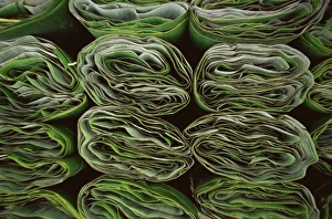 Images Dated 13th February 2008: Tamale wrappers, Mexico, North America